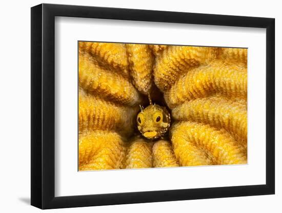 Spinyhead blenny peeking out from hard coral, Caribbean Sea-David Fleetham-Framed Photographic Print