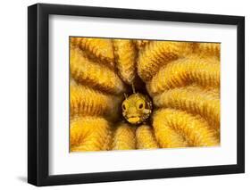 Spinyhead blenny peeking out from hard coral, Caribbean Sea-David Fleetham-Framed Photographic Print