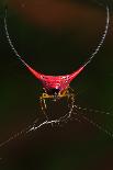 Red Spider(Gasteracantha Arcuata)-SpinZyLe-Photographic Print