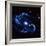 Spiral Galaxy M81 in Constallation of Ursa Minor-null-Framed Photographic Print