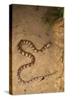 Spiral Keel Back, Yasuni NP, Amazon Rainforest, Ecuador-Pete Oxford-Stretched Canvas