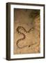 Spiral Keel Back, Yasuni NP, Amazon Rainforest, Ecuador-Pete Oxford-Framed Photographic Print