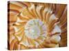 Spiral Pattern in Seashell, Florida, USA-Adam Jones-Stretched Canvas