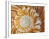 Spiral Pattern in Seashell, Florida, USA-Adam Jones-Framed Photographic Print