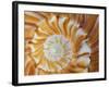 Spiral Pattern in Seashell, Florida, USA-Adam Jones-Framed Photographic Print