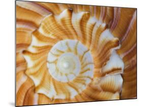 Spiral Pattern in Seashell, Florida, USA-Adam Jones-Mounted Photographic Print