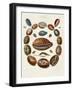 Spiral Shell Formation II-Albertus Seba-Framed Art Print