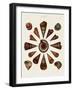 Spiral Shell Formation IV-Albertus Seba-Framed Art Print