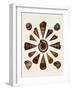 Spiral Shell Formation IV-Albertus Seba-Framed Art Print