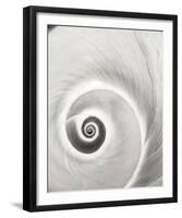 Spiral Shell-John Harper-Framed Giclee Print