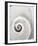 Spiral Shell-John Harper-Framed Giclee Print