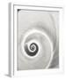 Spiral Shell-John Harper-Framed Giclee Print