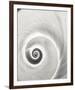 Spiral Shell-John Harper-Framed Giclee Print