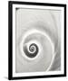 Spiral Shell-John Harper-Framed Giclee Print