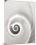 Spiral Shell-John Harper-Mounted Giclee Print