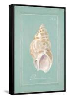 Spiral Shell-Hardenbrook Studio-Framed Stretched Canvas