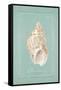 Spiral Shell-Hardenbrook Studio-Framed Stretched Canvas