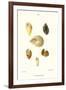 Spiral Shells-John Mawe-Framed Art Print