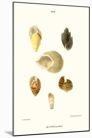 Spiral Shells-John Mawe-Mounted Art Print