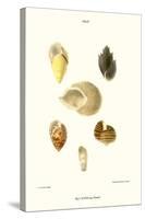 Spiral Shells-John Mawe-Stretched Canvas