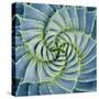 Spiral Succulent-Jan Bell-Stretched Canvas