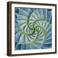 Spiral Succulent-Jan Bell-Framed Photographic Print