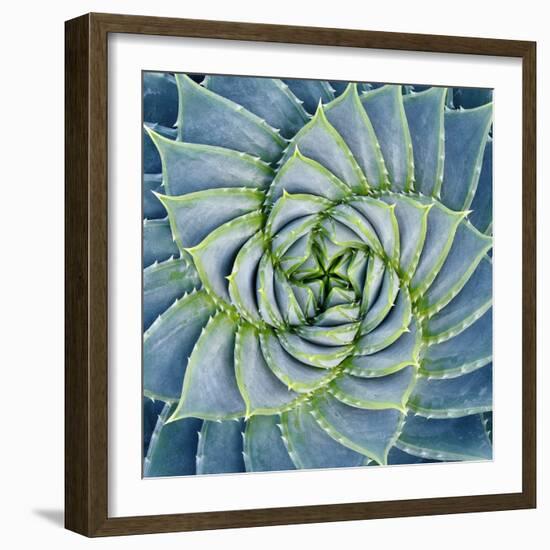 Spiral Succulent-Jan Bell-Framed Photographic Print