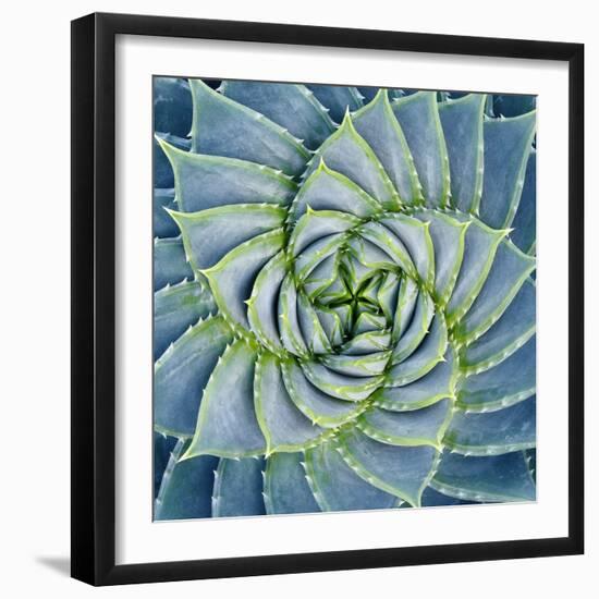 Spiral Succulent-Jan Bell-Framed Photographic Print