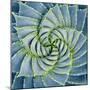 Spiral Succulent-Jan Bell-Mounted Photographic Print