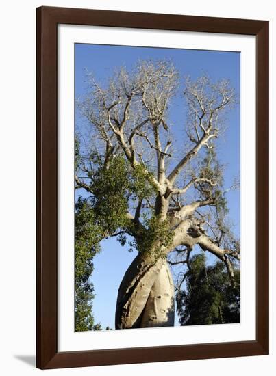 Spiral Trunk of Baobab Tree, Between Morondava and Belon'I Tsiribihina, Madagascar, Africa-J P De Manne-Framed Photographic Print