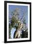 Spiral Trunk of Baobab Tree, Between Morondava and Belon'I Tsiribihina, Madagascar, Africa-J P De Manne-Framed Photographic Print