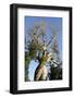 Spiral Trunk of Baobab Tree, Between Morondava and Belon'I Tsiribihina, Madagascar, Africa-J P De Manne-Framed Photographic Print