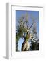 Spiral Trunk of Baobab Tree, Between Morondava and Belon'I Tsiribihina, Madagascar, Africa-J P De Manne-Framed Photographic Print