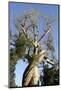 Spiral Trunk of Baobab Tree, Between Morondava and Belon'I Tsiribihina, Madagascar, Africa-J P De Manne-Mounted Photographic Print