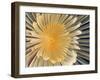 Spiral Tube Worm, Schraubensabelle (Spirographis Spallanzani)-scubaluna-Framed Photographic Print