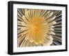 Spiral Tube Worm, Schraubensabelle (Spirographis Spallanzani)-scubaluna-Framed Photographic Print