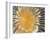 Spiral Tube Worm, Schraubensabelle (Spirographis Spallanzani)-scubaluna-Framed Photographic Print