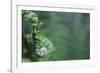 Spiraled Fern Waiting to Bloom-Kathryn Wanders-Framed Photographic Print