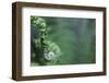 Spiraled Fern Waiting to Bloom-Kathryn Wanders-Framed Photographic Print