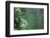 Spiraled Fern Waiting to Bloom-Kathryn Wanders-Framed Photographic Print