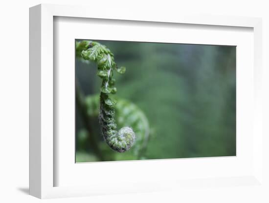 Spiraled Fern Waiting to Bloom-Kathryn Wanders-Framed Photographic Print