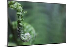 Spiraled Fern Waiting to Bloom-Kathryn Wanders-Mounted Photographic Print