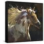 Spirit Horse-Carolyne Hawley-Framed Stretched Canvas