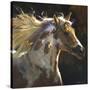Spirit Horse-Carolyne Hawley-Stretched Canvas
