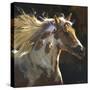 Spirit Horse-Carolyne Hawley-Stretched Canvas