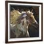 Spirit Horse-Carolyne Hawley-Framed Art Print