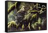 Spirit of Ancient Forests - Spotted Owl-Wilhelm Goebel-Framed Stretched Canvas