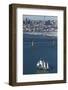 Spirit of New Zealand Tall Ship, Auckland Harbour Bridge, Auckland, North Island, New Zealand-David Wall-Framed Photographic Print