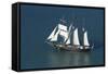 Spirit of New Zealand Tall Ship, Waitemata Harbour, Auckland, North Island, New Zealand-David Wall-Framed Stretched Canvas