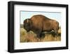 Spirit of the Plains-null-Framed Art Print